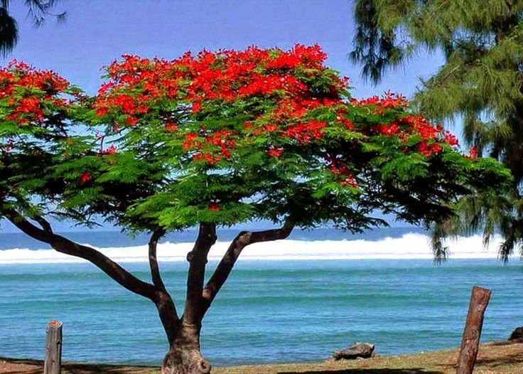 Paysage de La Réunion